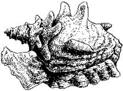 Seashell Conch (large)